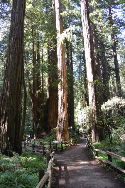 MuirWoods5