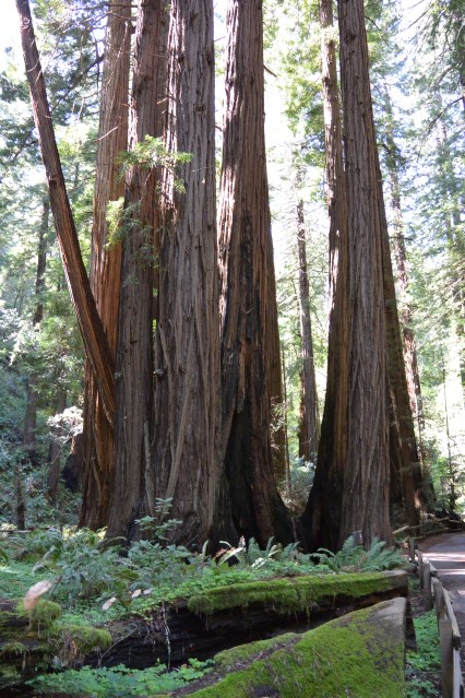 MuirWoods6